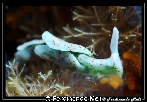 Very small nudibranch (7-8 mm). Crop by Ferdinando Meli 